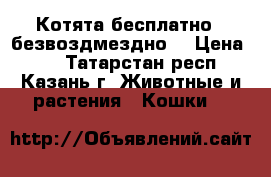 Котята бесплатно , безвоздмездно) › Цена ­ 5 - Татарстан респ., Казань г. Животные и растения » Кошки   